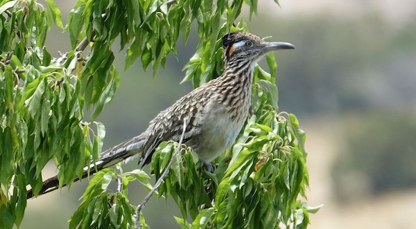 Roadrunner